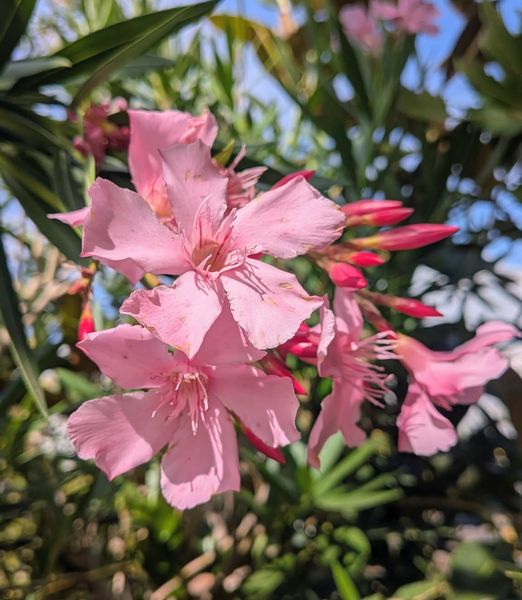 Nerium oleander ‘Magaly’ 90 cm kmeň